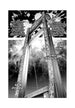 Shin'ichi Sakamoto Innocent Rouge Omnibus Vol. 3 Manga Book
